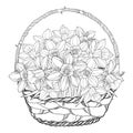 Vector bouquet with outline narcissus or daffodil flowers in the basket isolated on white. Floral elements for spring design.