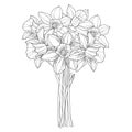 Vector bouquet with outline narcissus or daffodil flowers in black isolated on white. Ornate floral element for spring design. Royalty Free Stock Photo