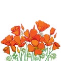 Vector bouquet of outline orange California poppy flower or California sunlight or Eschscholzia, green leaf and bud isolated. Royalty Free Stock Photo