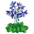 Vector bouquet with outline ornate Aquilegia or Columbine flower in blue, bud and green leaf isolated on white background.