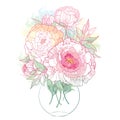 Vector bouquet with outline ornate peony flower and leaves in pink pastel colors in the round transparent vase isolated on white.