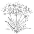 Vector bouquet with outline Ornithogalum Royalty Free Stock Photo