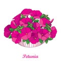 Vector bouquet with outline pink Petunia flower, ornate green leaf and bud in round flowerpot isolated on white background.