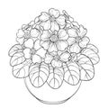 Vector bouquet with outline Primula or Primrose flower and leaves in flowerpot isolated on white background.