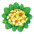 Vector bouquet with outline Primula or Primrose flower in yellow and green foliage isolated on white. Round floral composition.