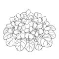 Vector bouquet with outline Saintpaulia or African violet flower and leaf in black isolated on white background. Viola flower.