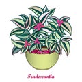 Vector bouquet with outline Tradescantia or Inch plant or Wandering flower. Pink flower and striped green leaf isolated.