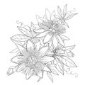 Vector bouquet with outline tropical Passiflora or Passion flowers, bud, leaves and tendril isolated on white background.