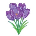 Vector bouquet with outline violet crocus or saffron flowers and green leaves isolated on white. Ornate floral elements for spring