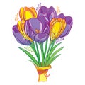 Vector bouquet with outline violet and yellow crocus or saffron flowers and green leaves isolated on white.