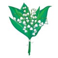 Vector bouquet with outline white Lily of the valley or Convallaria flowers and green leaves isolated on white. Royalty Free Stock Photo