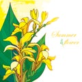 Vector bouquet of outline yellow Canna lily or Canna. Flower bunch, bud and leaf isolated on pastel background.