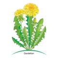 Vector bouquet with outline yellow Dandelion or Taraxacum flower, bud and green leaves isolated on white. Ornate floral elements.