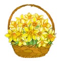 Vector bouquet with outline yellow narcissus or daffodil flowers in the basket isolated . Floral elements for spring design. Royalty Free Stock Photo