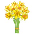 Vector bouquet with outline yellow narcissus or daffodil flowers isolated on white. Ornate floral element for spring design. Royalty Free Stock Photo