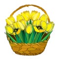 Vector bouquet with outline yellow tulip flowers, bud and ornate green leaves in the wicker basket isolated on white background. Royalty Free Stock Photo