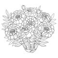 Vector bouquet with Tagetes or Marigold flower, bud and leaf in black isolated on white background. Ornate Tagetes flower.