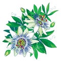 Vector bouquet of tropical blue Passiflora or Passion flower. Outline exotic flowers, bud and leaf isolated on white background. Royalty Free Stock Photo