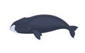 Vector bowhead whale