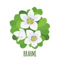 Vector Brahmi Bacopa monnieri icon isolated on white background Royalty Free Stock Photo