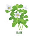 Vector Brahmi Bacopa monnieri icon isolated on white background Royalty Free Stock Photo