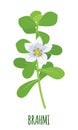 Vector Brahmi Bacopa monnieri icon isolated on white background Royalty Free Stock Photo