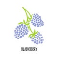 Vector. Branch blackberry fruit. Isolated modern sweet berry Royalty Free Stock Photo