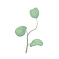 A vector branch of a eucalyptus tree with cartoon-style leaves Royalty Free Stock Photo