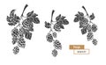 Vector branch of hops. Set Royalty Free Stock Photo
