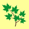 Vector branch with maple eaves. Royalty Free Stock Photo