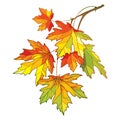 Vector branch with outline Acer or Maple ornate leaves in pastel yellow, green and orange colors isolated on white background.