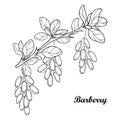 Vector branch with outline Barberry or Berberis vulgaris, bunch, ripe berry and leaves isolated on white. Ornate floral elements.