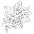 Vector branch with outline Black currant, bunch, berry and leaves isolated on white background. Floral element with blackcurrant. Royalty Free Stock Photo