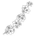 Vector branch with outline blooming Apricot flower bunch in black isolated on white background. Ornate blossom twig of Apricot.