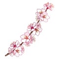 Vector branch with outline blooming Apricot flower bunch in pastel pink isolated on white background.