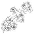 Vector branch with outline blossoming Apple flower bunch and foliage in black isolated on white background. Ornate Apple blooming. Royalty Free Stock Photo