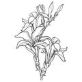 Vector branch with outline Canna lily or Canna, flower bunch and bud in black isolated on white background.