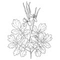 Vector branch with outline Celandine or Chelidonium flower, leaf and seed in black isolated on white background.