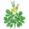 Vector branch with outline Celandine or Chelidonium yellow flower, green leaf and seeds isolated on white background.