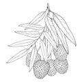 Vector branch with outline Chinese Lychee or Litchi fruit and leaf isolated on white background. Perennial subtropical tree.