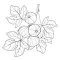 Vector branch with outline Common Fig or Ficus carica fruit and leaf in black on white background.