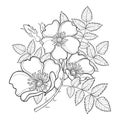 Vector branch with outline Dog rose or Rosa canina, medicinal herb. Flower, bud and leaves isolated on white background.