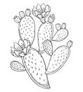 Vector branch of outline Indian fig Opuntia or prickly pear cactus, fruit, flower and spiny stem in black isolated on white.