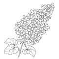 Vector branch with outline Lilac or Syringa flower bunch and ornate leaves in black isolated on white background.