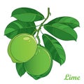 Vector branch with outline Lime fruit and ornate green leaves isolated on white background. Citrus tropical plant Lime.