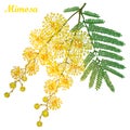 Vector branch of outline Mimosa or Acacia dealbata or silver wattle yellow flower, bud and green leaves isolated on white. Royalty Free Stock Photo