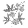 Vector branch of outline Mimosa pudica or sensitive plant or sleepy plant, flower, bud and leaf in black isolated on white.