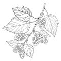 Vector branch with outline Mulberry or Morus with ripe berry and leaves in black isolated on white background. Mulberry drawing.