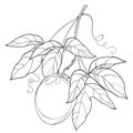 Vector branch with outline Passion fruit or Maracuya fruit and leaf on white background. Perennial tropical plant.