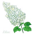 Vector branch with outline pastel white Lilac or Syringa flower bunch and ornate green leaves isolated on white background.